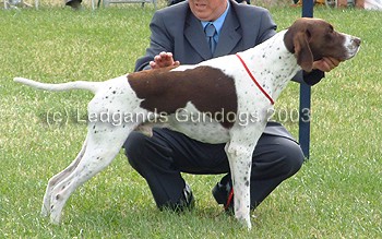 3rd Graduate Dog